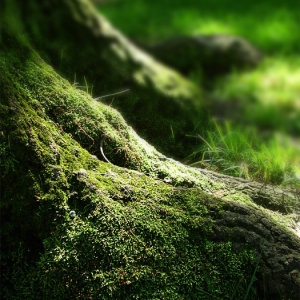 Powerbanners - sidebar sample NATURE GREEN FOREST